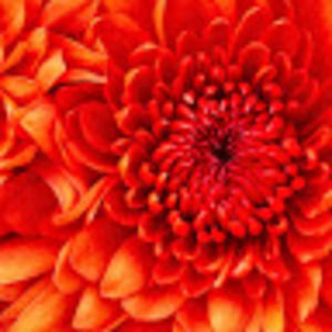 Meet your Posher, Kelsie